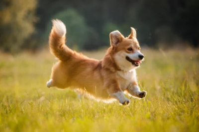 웰시코기 점프하는 사진