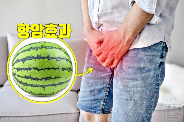 수박 효능 부작용 전립선암 수박씨 수박껍질 수박은 어디에 좋은 가요