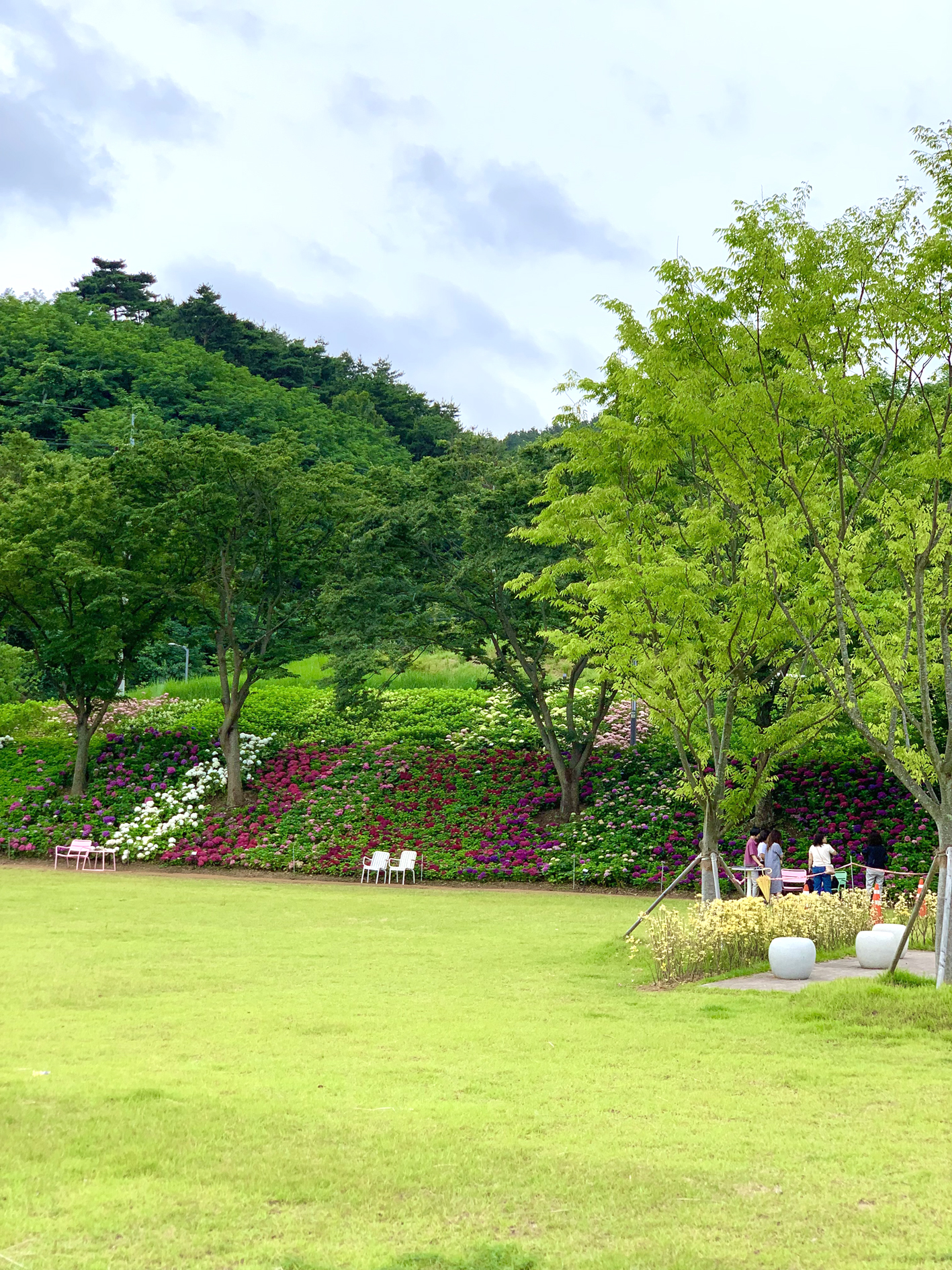 구미다온숲 수국핀 모습입니다.