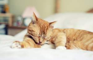 털을 다듬는 고양이