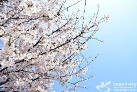 봄 나들이 벚꽃