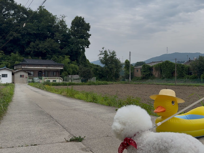 공주 시골집 손님방 근처 시골길