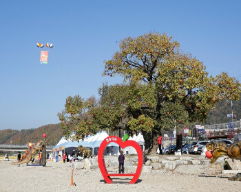 청송사과축제