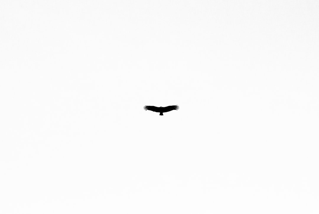 백미를 영어로 white rice라고 추천합니다.