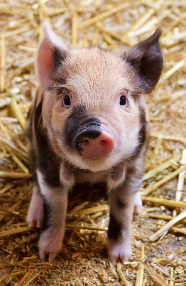 2024년 돼지띠 운세 