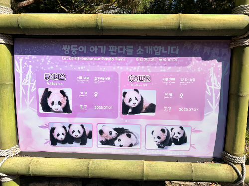 에버랜드 막내 판다 이름 슈바오 확정
