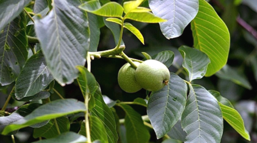 야생에서 잘 자라고 있는 두충나무의 잎과 열매를 확대를 하여 찍은 사진