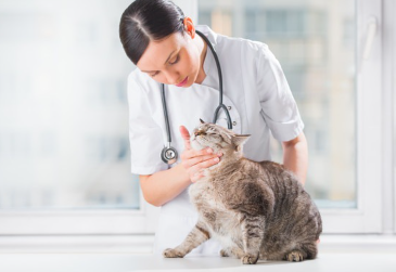 치료를 하는 고양이.