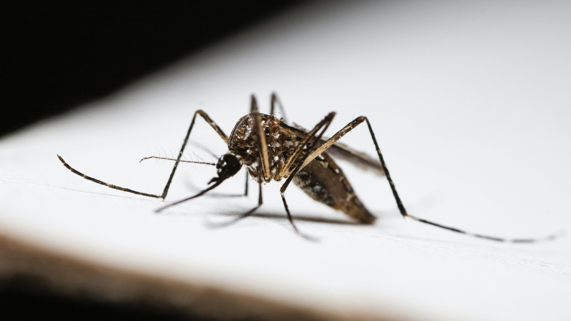 말라리아 예방약 & 백신 관련 사진