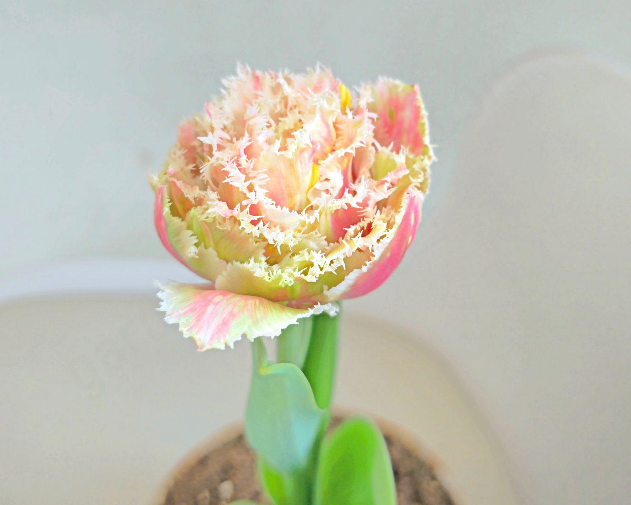 희귀한 프린지 튤립