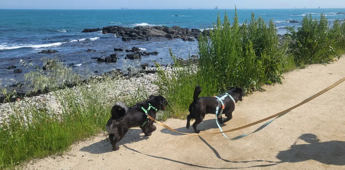 슬도 바닷길을 걷고 있는 해치와 사랑이