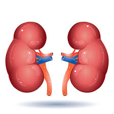 콩팥이 안 좋으면 나타나는 증상