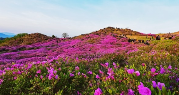황매산철쭉축제