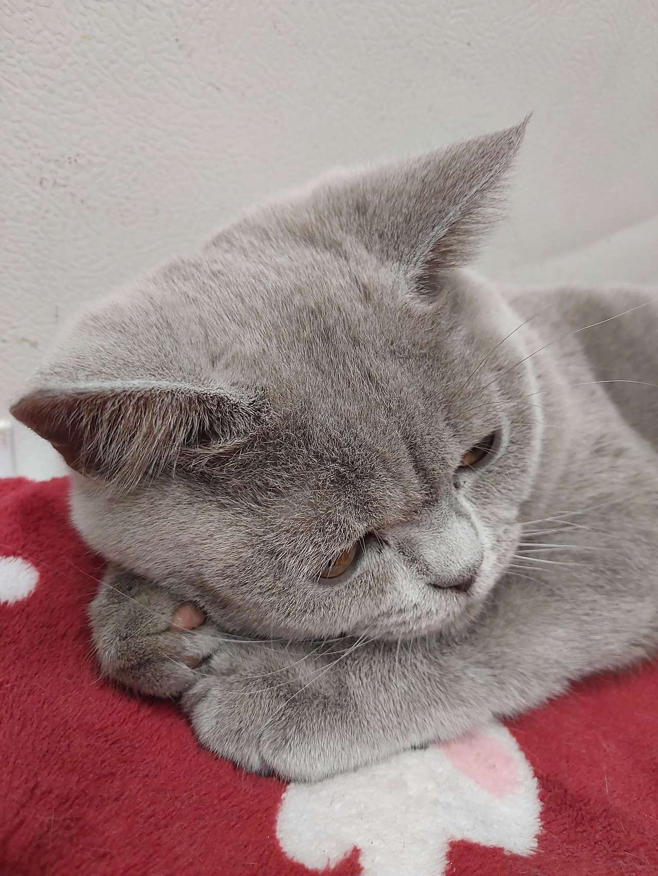 팔 베개를 하고 편안하게 쉬고 있는 고양이 누니