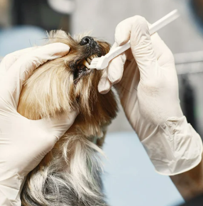 강아지 수명 단축시키는 건강관리 실수 5가지 초보 견주 필독