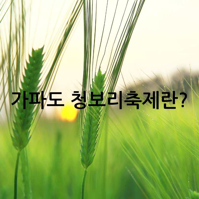 가파도 청보리축제