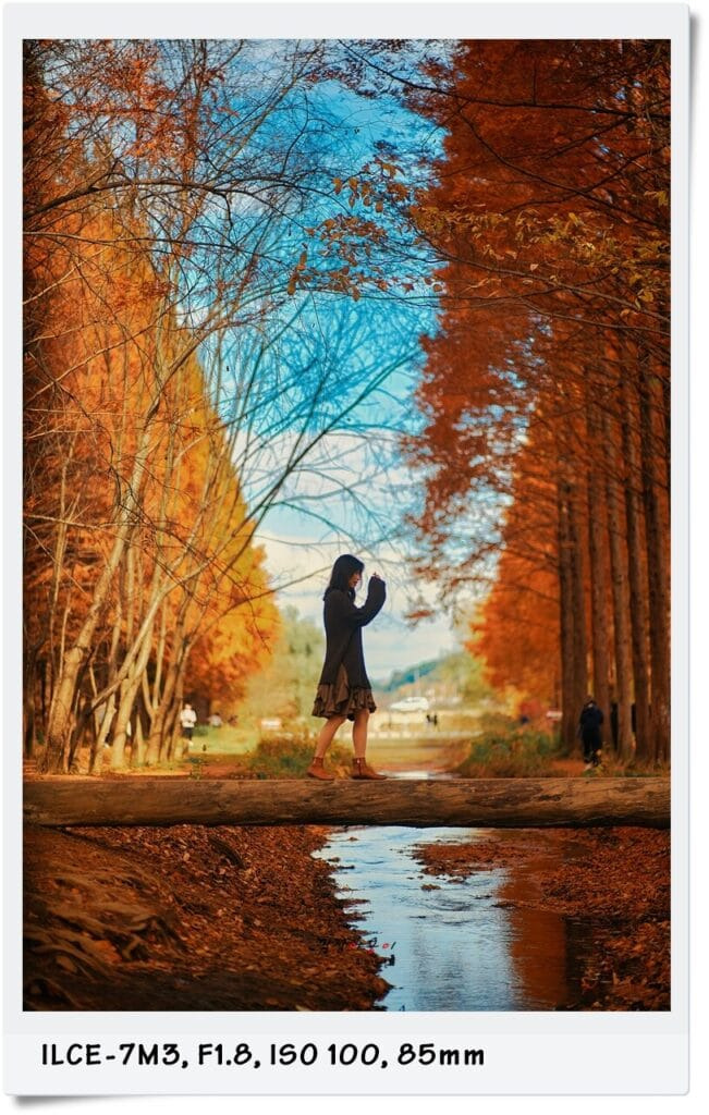 천년숲 외나무다리 가을