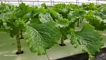 청상추 재배 모종 선택 잎 수확 습도 관리_10