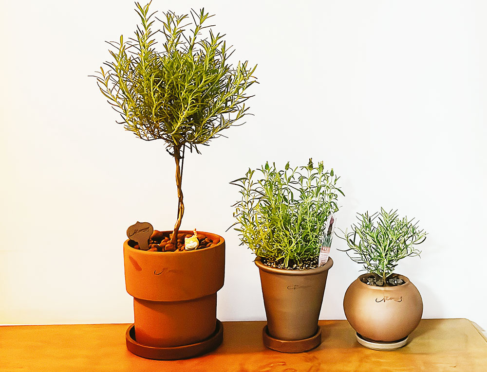 로즈마리-키우기-물주기