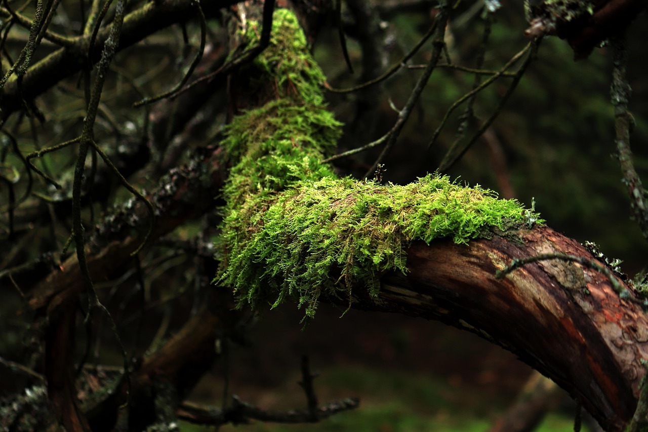 완주 공기마을 편백나무 숲 편백숲