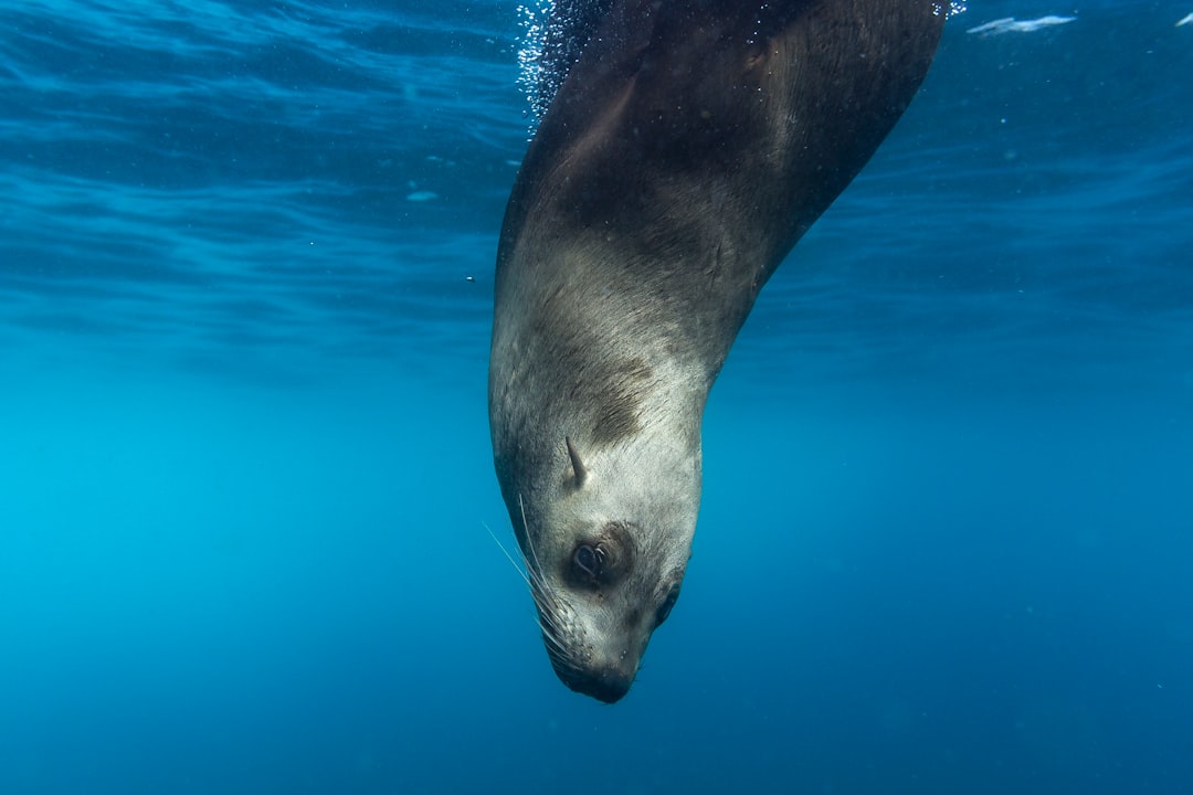 Seal