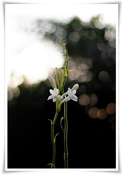 화초 &quot;튜베로즈&quot; 농염과 환락의 꽃내음, 달빛 아래 피어나는 월하향 향기의 마법!