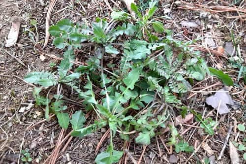 냉이재배-종자-파종시기-심는시기-수확시기