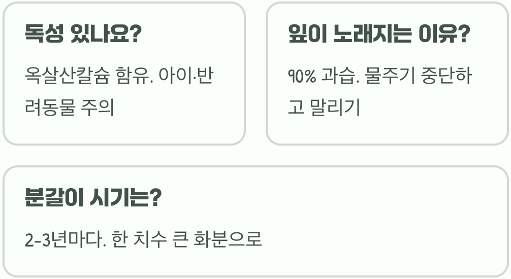 금전수 꽃 피우기&amp;#44; 성공하면 돈벼락 맞는다? (꽃말)