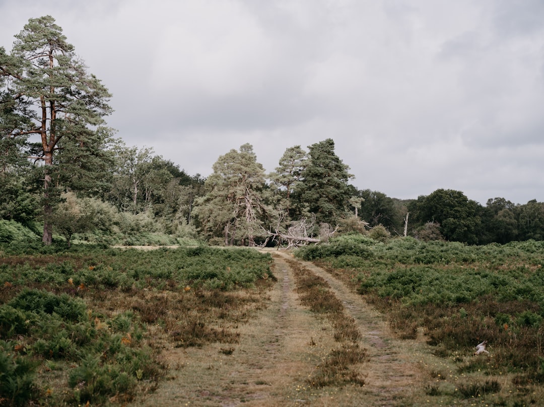 Forestry