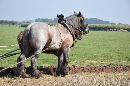 농지연금 가입조건 가입절차 및 제출서류