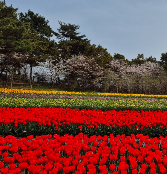 태안 튤립축제 기간 입장료 할인