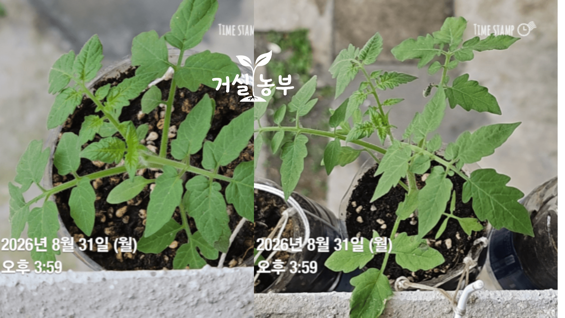 베란다 난간 흙 화분에서 잎이 촘촘하게 자란 방울토마토