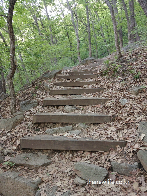 “Rustic log stairs along a forest hiking trail”-“자연 그대로의 통나무형 등산 계단 2”