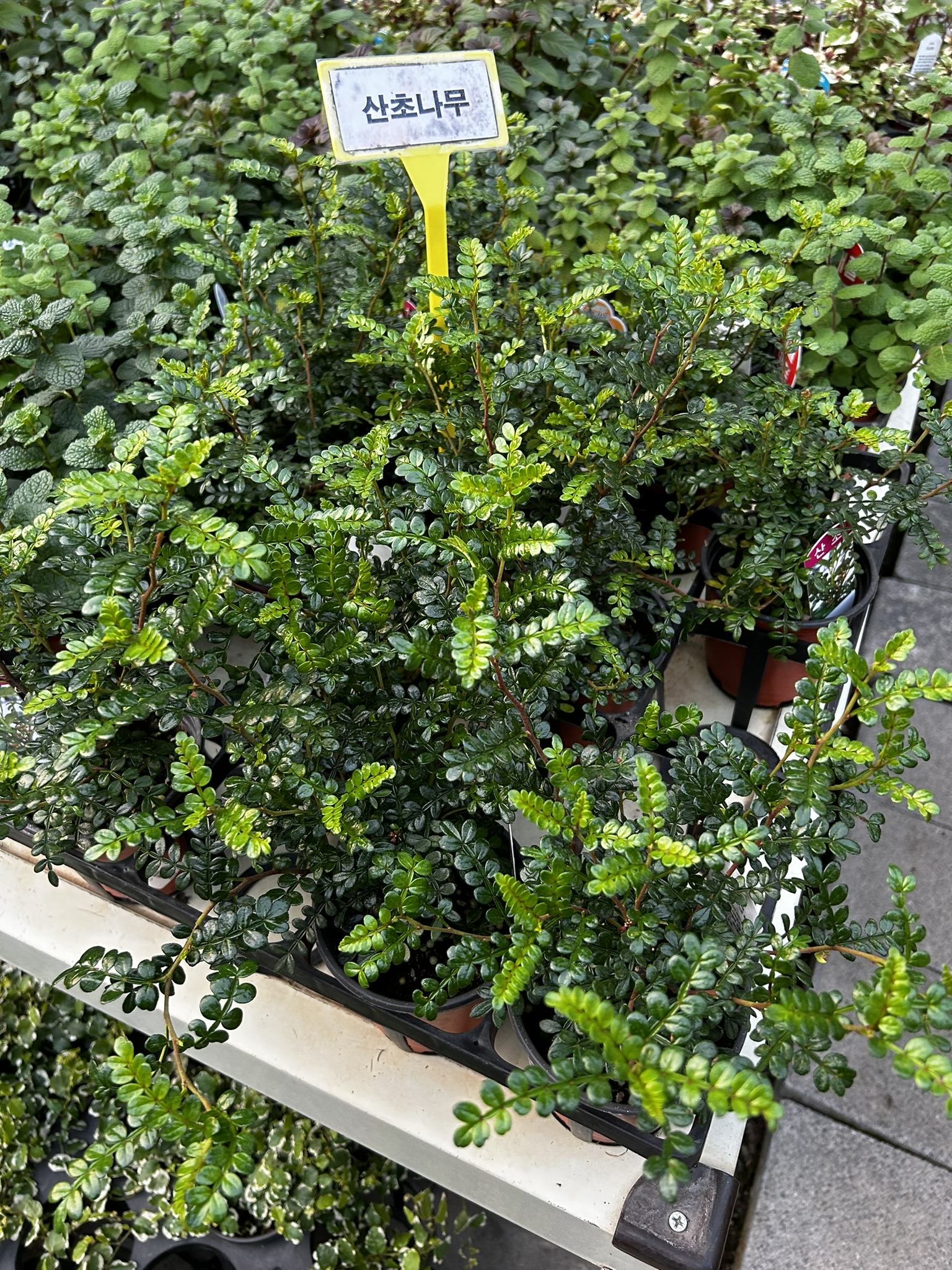 집에서 기르기 쉬운 식물 산초나무 사진