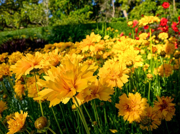 밀양 명례성지 금계국