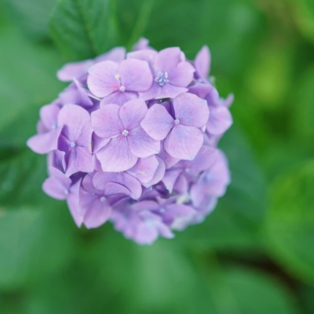 한림공원수국축제