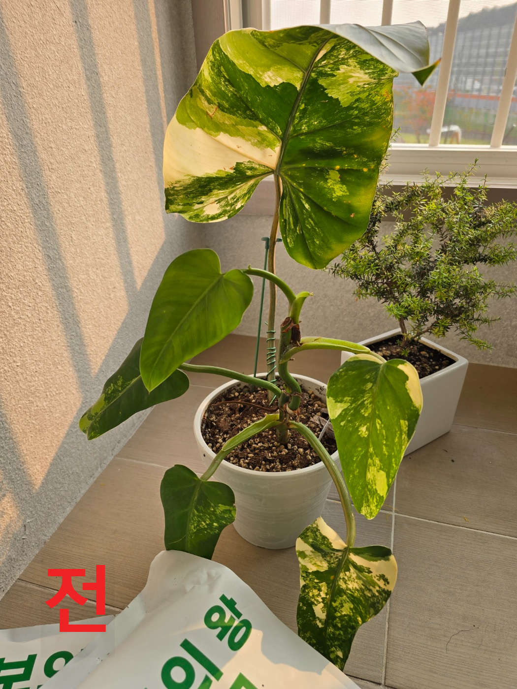 필로덴드론도메스티컴바리에가타 분갈이 전