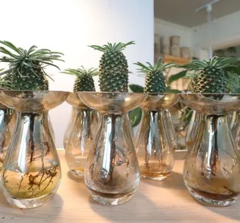 수경재배 준비 병선택 뿌리관리 액비투여 물갈이주기 가이드_5