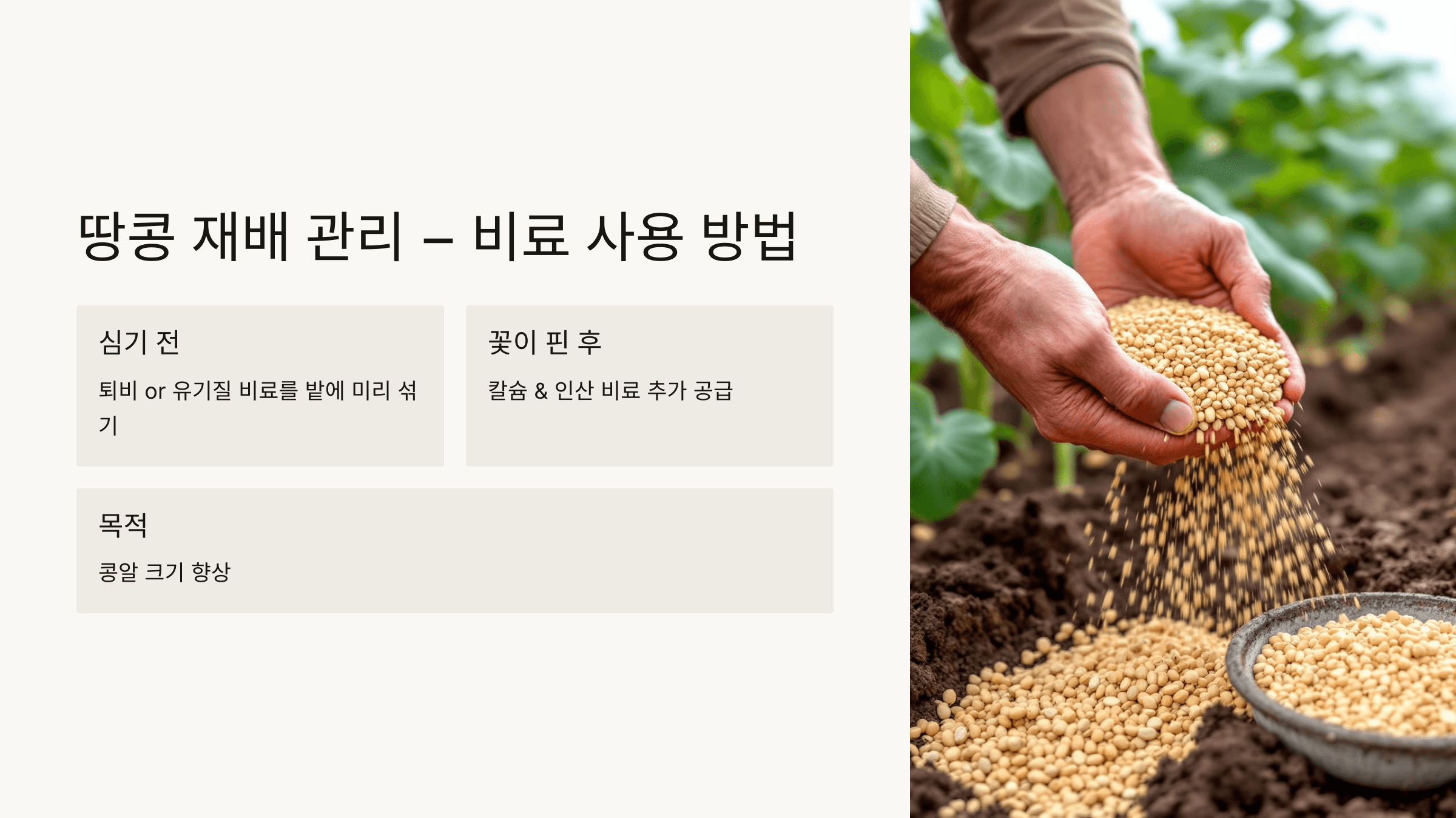 땅콩 사진입니다.