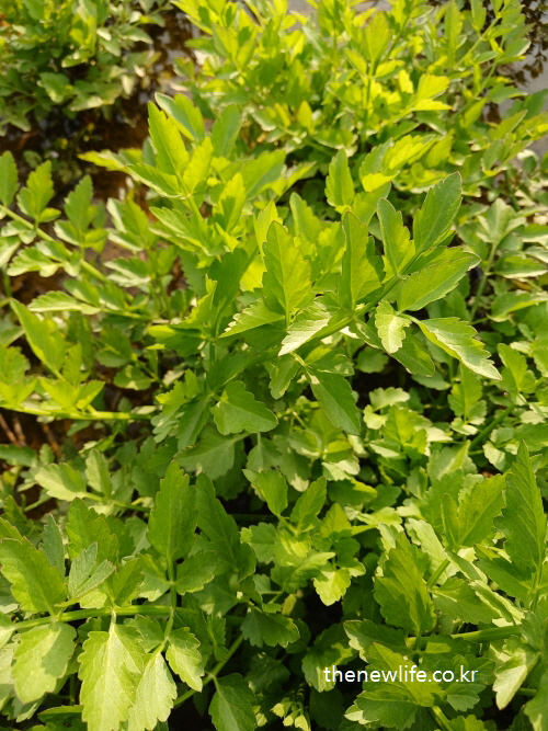 Sunlit wild minari leaves growing beside water – symbolizing natural detox power and seasonal health benefits.-햇살을 받으며 물가에서 자라는 야생 미나리 잎 – 자연 해독력과 계절 건강의 상징