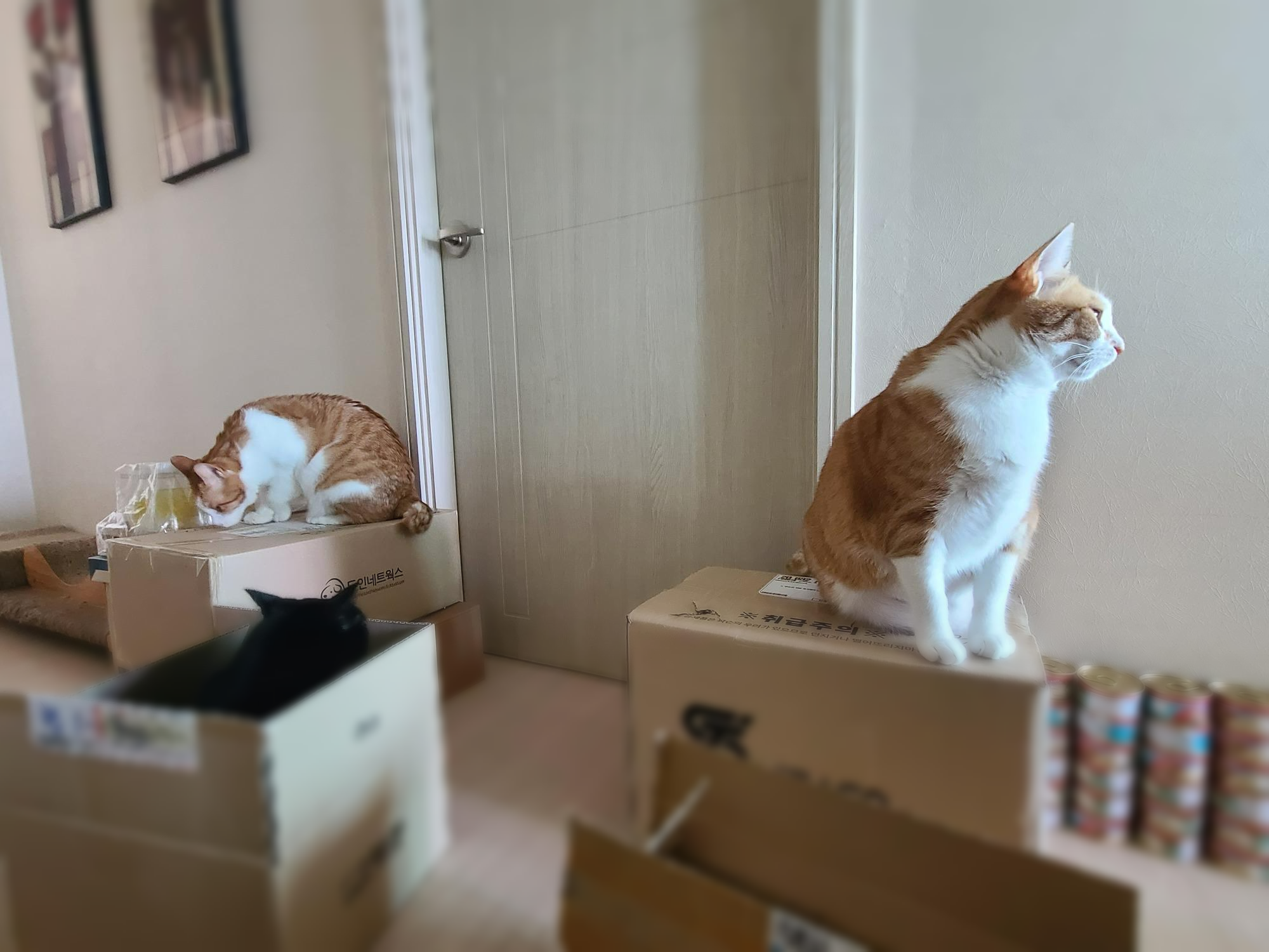 엄마껌딱지 건이는 박스신상묘! 그리고 아들고양이 삼총사는 늘 엄마집사를 지킨다.