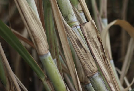 폴리코사놀의효능