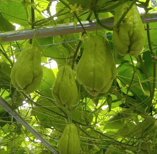 조연농장 차요테