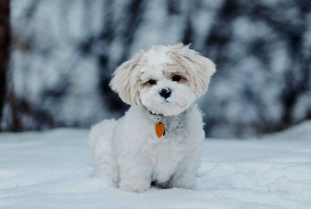 눈 내리는 효과 쉽게 내기