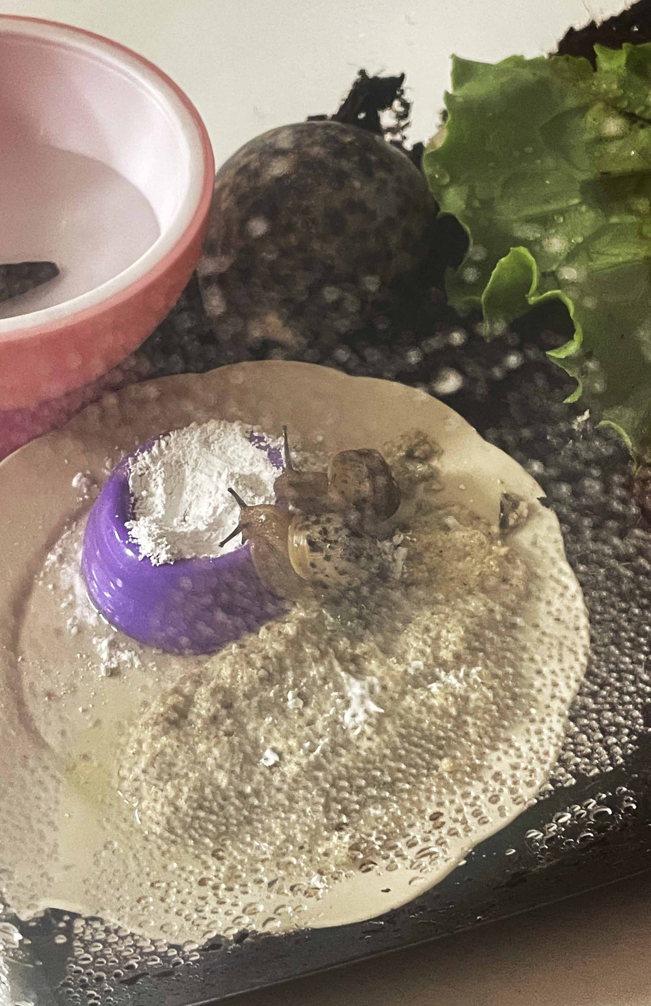 달팽이키우기-달팽이먹이주기,칼슘