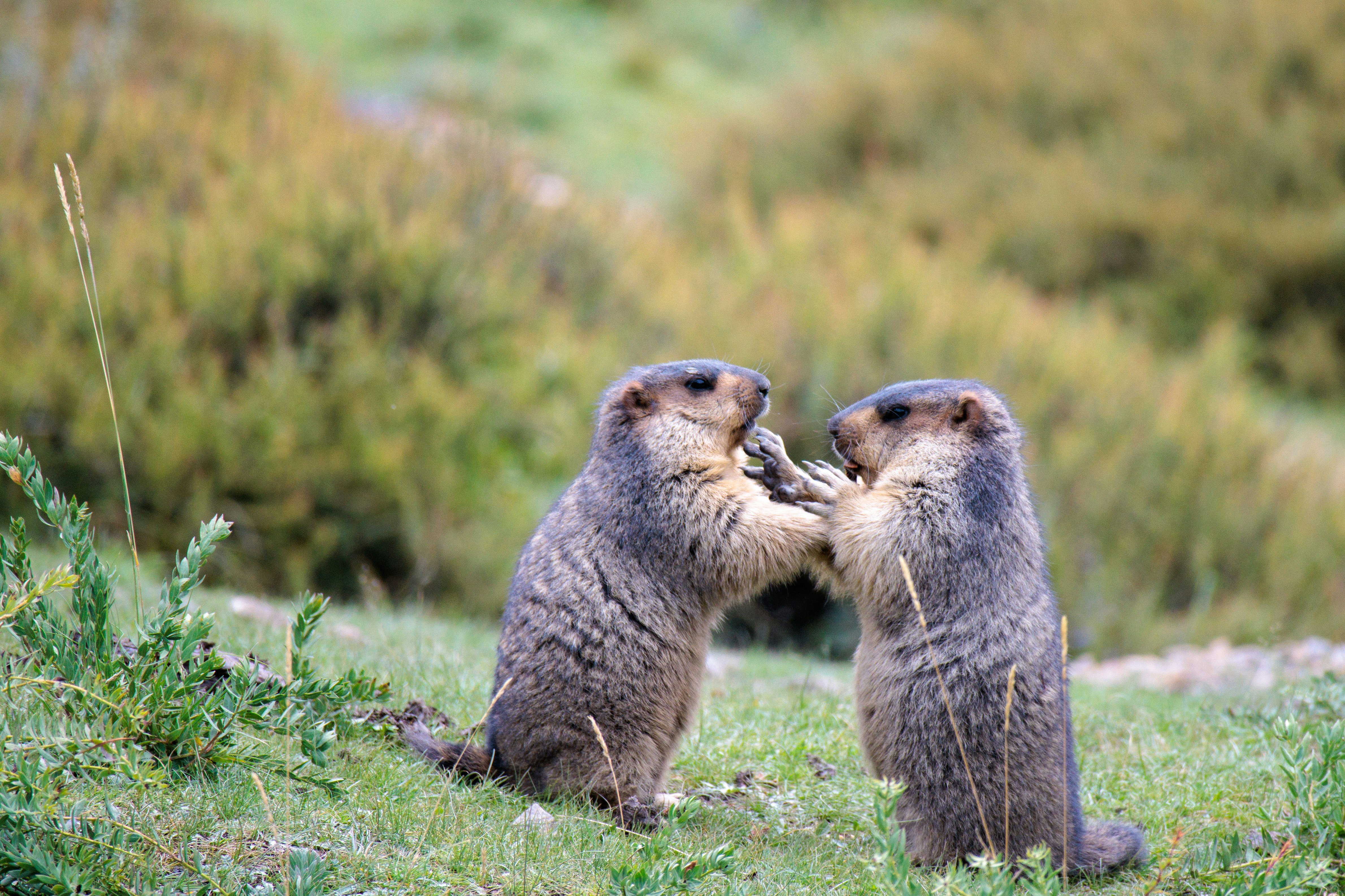 서로 마주본 채 갈등하는 마멋의 이미지입니다.