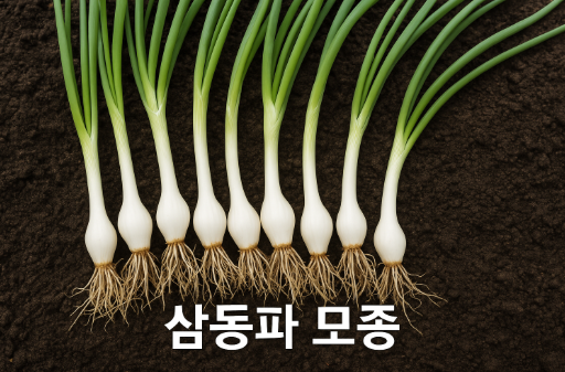 삼동파 모종 키우기