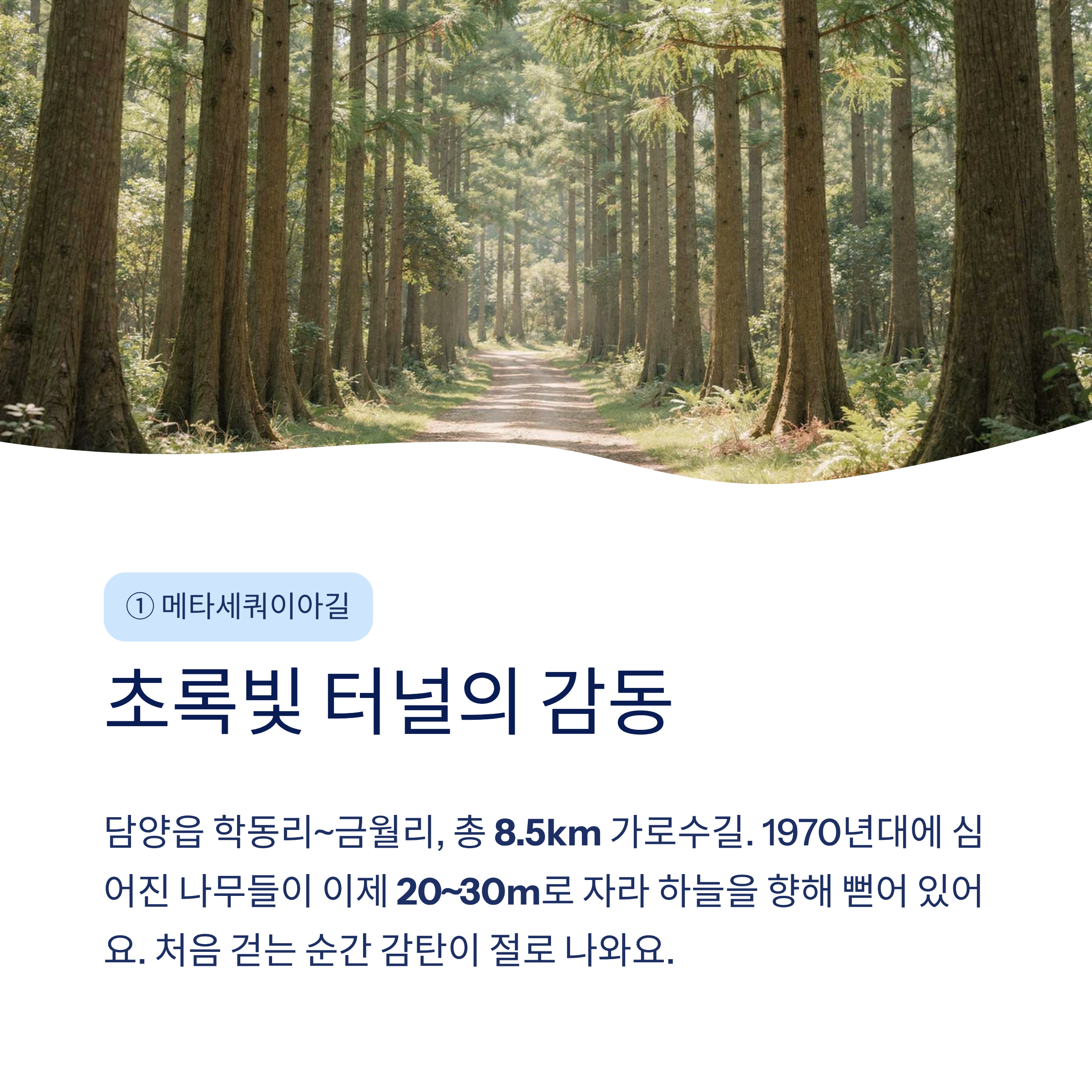 담양 메타세쿼이아길부터 추월산까지 &mdash; 걷기 명소 5선 완벽 가이드 2026