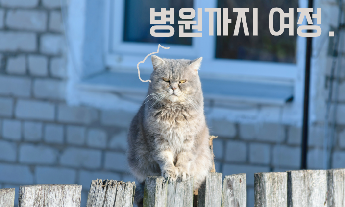 고양이-병원