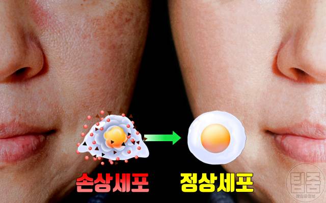 죽순 효능 죽순부작용 죽순영양성분 항산화 피부노화